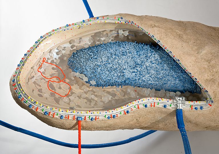 Modell von E.coli