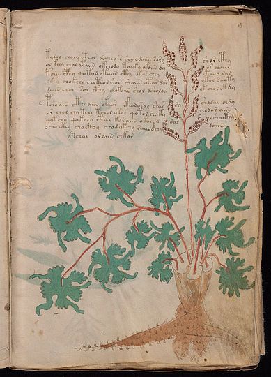 Grafik Beispiel Voynich.